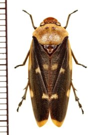 コガシラアワフキの一種　Cercopidae species　♂　ベトナム中部