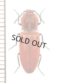 コメツキムシの一種　Elateridae species　♀　中国（雲南省）