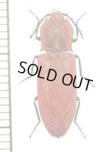 コメツキムシの一種　Elateridae species　♀　中国（雲南省）