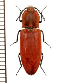コメツキムシの一種　Elateridae species　♀　中国（雲南省）
