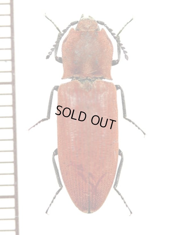 画像1: コメツキムシの一種　Elateridae species　♀　中国（雲南省）