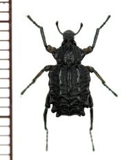 イボゾウムシの一種　Brachycerus sp.　イタリア