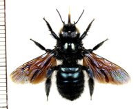 クマバチの一種　Xylocopa sp.　♀　ロシア