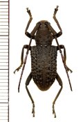 カミキリムシの一種　Trachystola granulata　♂　  マレーシア