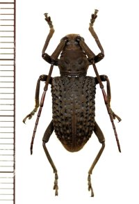 カミキリムシの一種　Trachystola granulata　♂　  マレーシア