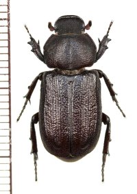 アリノスコカブトの一種　Cryptodus paradoxus　オーストラリア