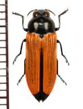 ベニボタル擬態のタマムシの一種　Castiarina paralleipennis　オーストラリア