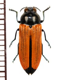 ベニボタル擬態のタマムシの一種　Castiarina paralleipennis　オーストラリア