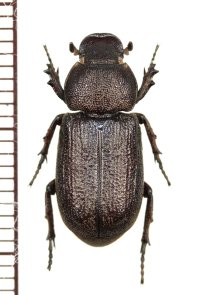 アリノスコカブトの一種　Cryptodus fraternus　オーストラリア