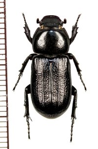アリノスコカブトの一種　Cryptodus tasmannianus　オーストラリア