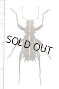 ゾウムシの一種　Acantholophus niveovittatus　オーストラリア