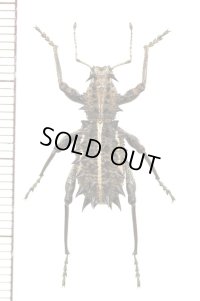 ゾウムシの一種　Acantholophus niveovittatus　オーストラリア