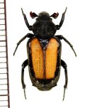 アリノスハナムグリの一種　Clinterocera raui　♂　ラオス