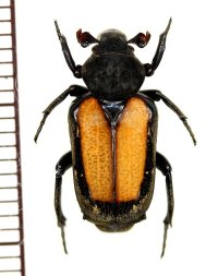 アリノスハナムグリの一種　Clinterocera raui　♂　ラオス