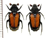 アリノスハナムグリの一種　Clinterocera raui　ペア　ラオス