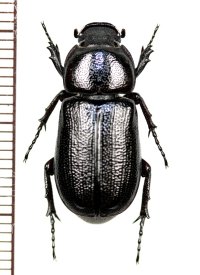 アリノスコカブトの一種　Cryptodus tasmannianus　オーストラリア