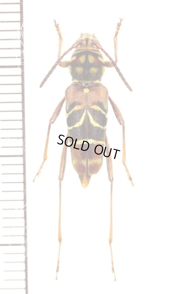 画像1: スズメバチ擬態のカミキリムシの一種　Xylotrechus rufobasalis　ラオス