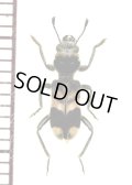 アリバチ擬態のカッコウムシの一種 　Cleridae species　ペルー