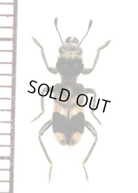 アリバチ擬態のカッコウムシの一種 　Cleridae species　ペルー