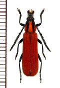 ベニボタル擬態のカミキリムシの一種 　Erythrus sp.　♀　 ベトナム中部