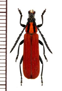ベニボタル擬態のカミキリムシの一種 　Erythrus sp.　♀　 ベトナム中部