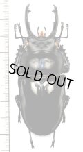 ペラルマトゥスマルバネクワガタ  特大♂79.5mm　ベトナム中部