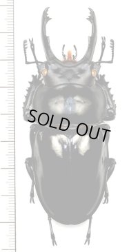 ペラルマトゥスマルバネクワガタ  特大♂79.5mm　ベトナム中部