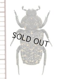 アリノスハナムグリの一種　Chtonobius conspersus　 南アフリカ