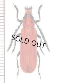 ベニボタル擬態のカミキリムシの一種 　Erythrus sp.　♂　 ベトナム北東部
