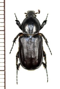 アリノスハナムグリの一種　Coenochilus phongi　♂　ラオス