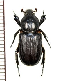 アリノスハナムグリの一種　Coenochilus phongi　♀　ラオス
