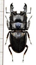 ロンドンネブトクワガタ　特大♂36.7mm　ベトナム中部