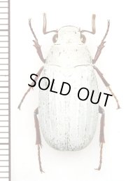 コフキコガネの一種　Melolonthinae species　♂　中国（広西チワン族自治区）