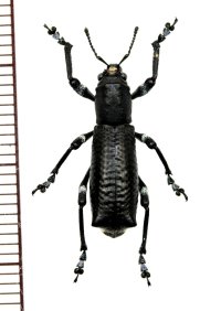 ゾウムシの一種　Aegorhinus nodipennis　チリ