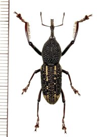 ゾウムシの一種  Curculionidae species   ベトナム(ベトナム中部)