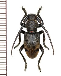 カミキリムシの一種　Herophila tristis　♂　ギリシャ