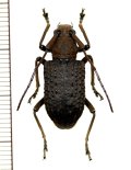 カミキリムシの一種　Trachystola granulata　♀　 インドネシア
