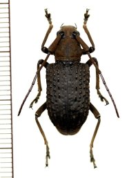 カミキリムシの一種　Trachystola granulata　♀　 インドネシア