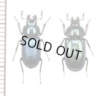 ヨーロッパコルリクワガタ　Platycerus caraboides　ペア　チェコ　