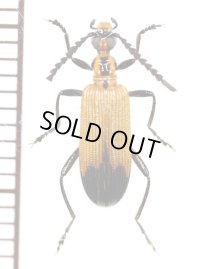 ベニボタル擬態のハムシダマシの一種　Lagriini species　ザンビア