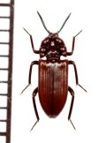 好蟻性のゴミムシダマシの一種　Stemmoderus singularis 　ナミビア