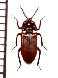 好蟻性のゴミムシダマシの一種　Stemmoderus singularis 　ナミビア