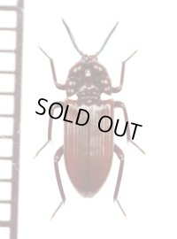好蟻性のゴミムシダマシの一種　Stemmoderus singularis 　タンザニア