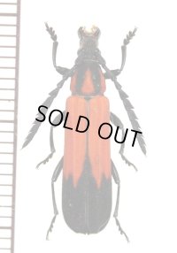 ベニボタル擬態のカミキリムシの一種　Erythrus sp.　♂　インドネシア（ボルネオ島）