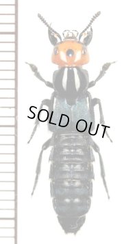 ハネカクシの一種　Staphylinidae species　♂　バヌアツ（エロマンガ島）