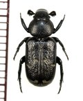 アリノスハナムグリの一種 Clinterocera mandarina　♂　中国山東省