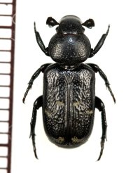 アリノスハナムグリの一種 Clinterocera mandarina　♂　中国山東省
