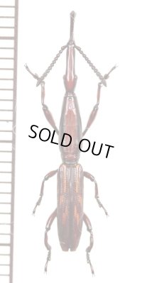 ミツギリゾウムシの一種　Brentidae species　♂　パラグアイ