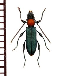 ホタル擬態のカミキリムシの一種 　Cerambycidae species　ベトナム南部