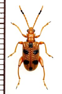 テントウムシ擬態のハムシの一種　Chrysomelid species　 ベトナム(ベトナム南部)